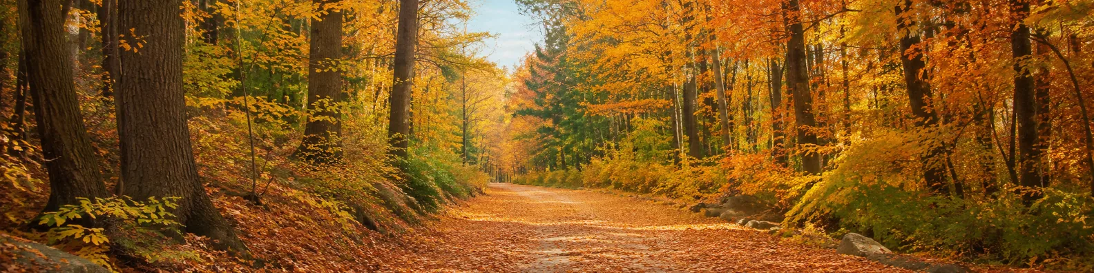 Autumn forest path LinkedIn background banner with leaf-covered trail, tall trees, golden-orange foliage, and soft light