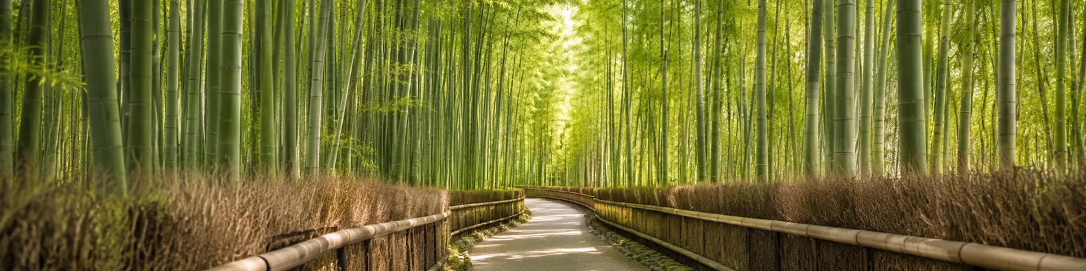 Bamboo forest walkway LinkedIn background banner with tall green bamboo, clean path, and soft natural light