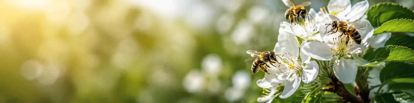 Bees gathering nectar from white blossoms LinkedIn background banner