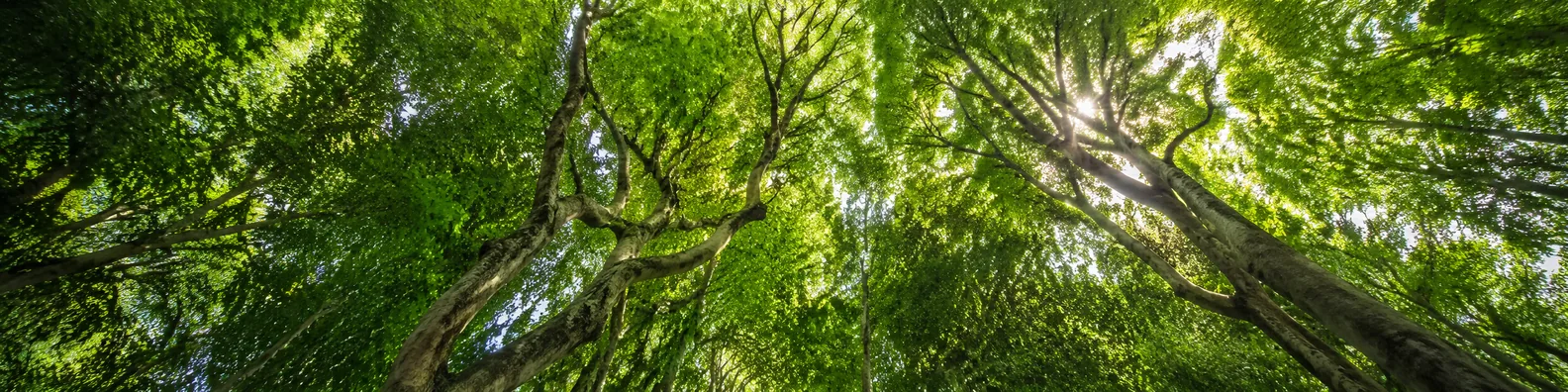 Tree branches reaching toward a sunlit forest canopy LinkedIn background banner