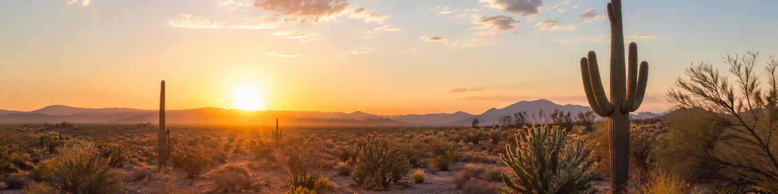 Cactus desert sunrise LinkedIn background banner with saguaro cactus, warm sky, desert scrub, distant hills, and sunrise glow