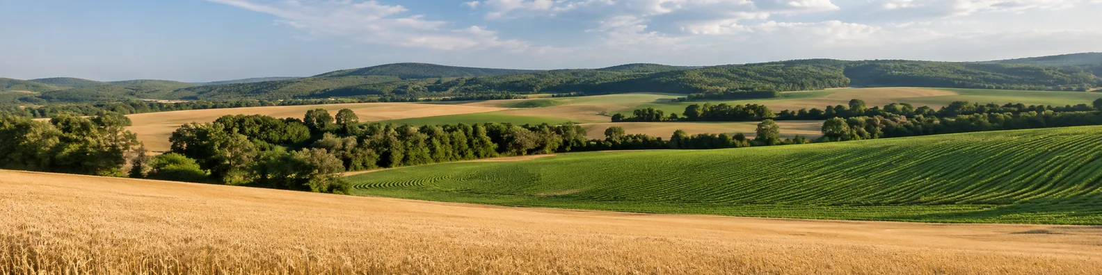 Countryside farm fields LinkedIn background banner with open crop rows, distant trees, green fields, and peaceful hills