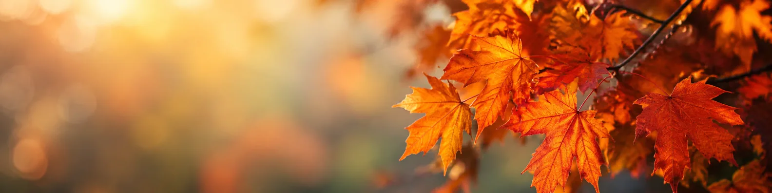 Crisp orange autumn leaves with soft seasonal bokeh LinkedIn background banner