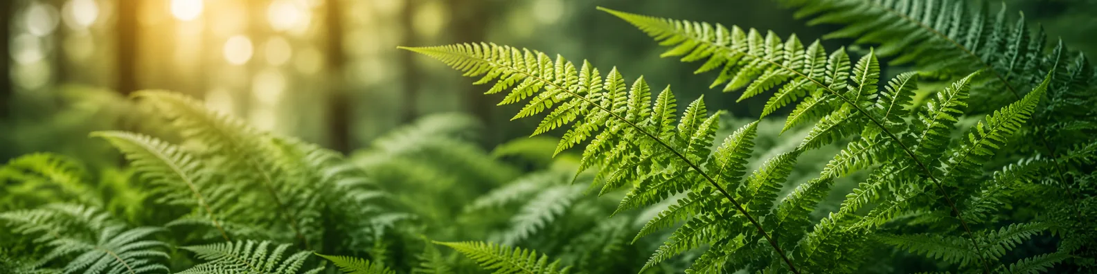 Fern leaves LinkedIn background banner with fresh green fronds, soft forest light, and clean botanical depth