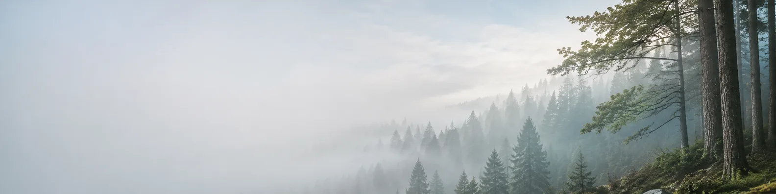 Foggy woodland LinkedIn background banner with misty trees, muted green forest, and soft blue-grey atmosphere