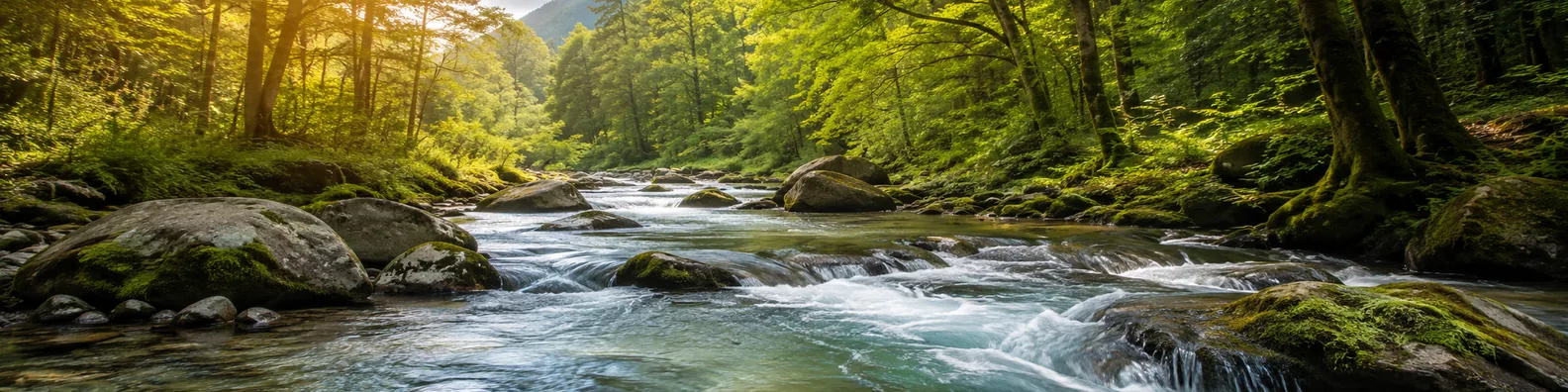 Forest river stream LinkedIn background banner with clear flowing water, mossy rocks, green trees, and soft sunlight