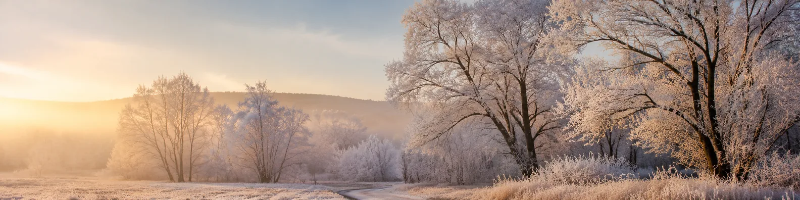 Frosted trees morning LinkedIn background banner with delicate white frost, soft sunrise light, mist, snowy ground, and winter path