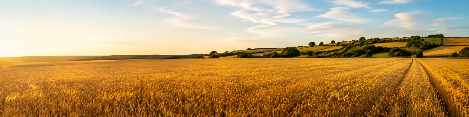 Golden crop field glowing in warm sunlight across a rural landscape LinkedIn background banner
