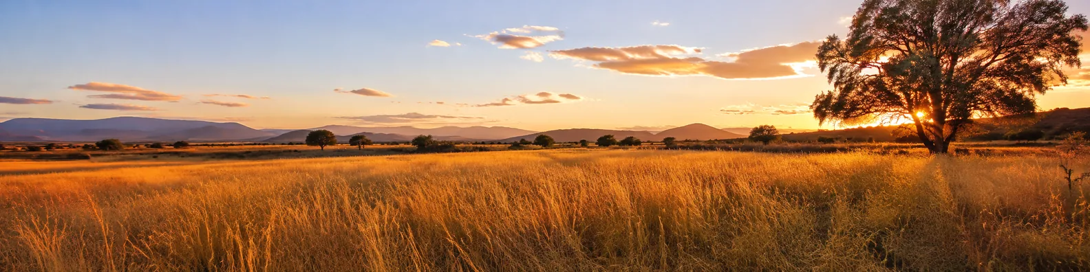 Golden meadow at dusk with warm grass, distant hills, and soft evening light LinkedIn background banner