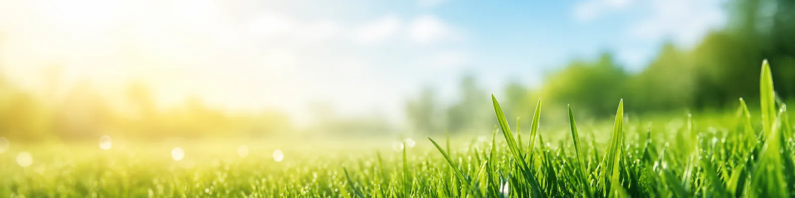 Green grass close-up LinkedIn background banner with fresh blades, morning light, and soft outdoor blur