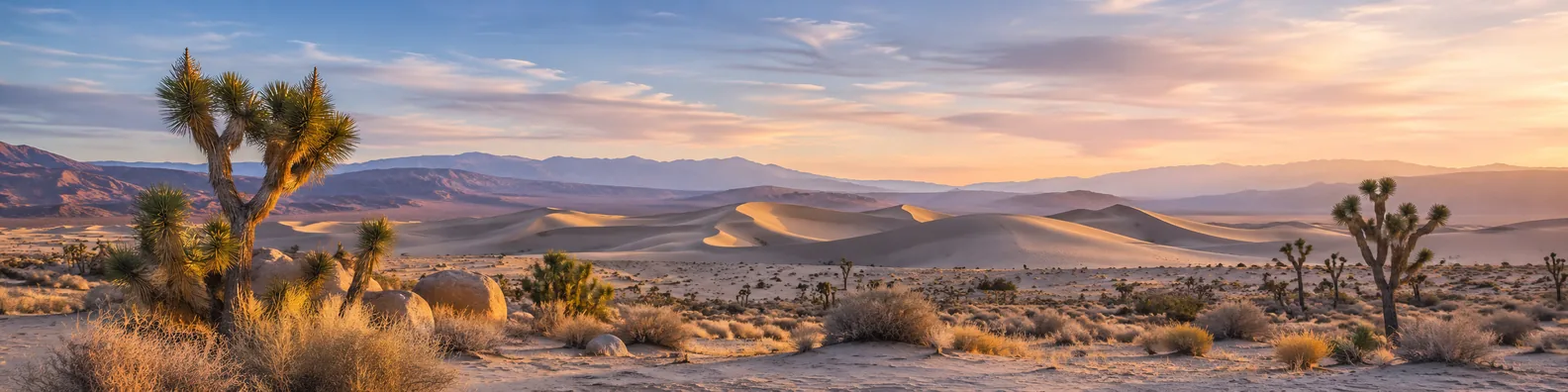 Joshua tree dunes desert landscape LinkedIn background banner