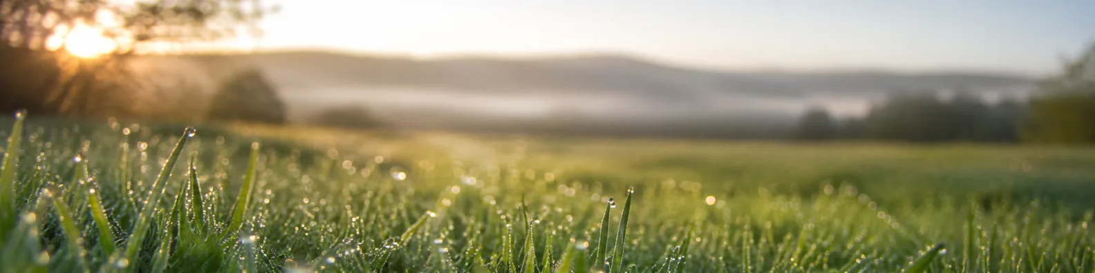 Morning dew grass LinkedIn background banner with fresh green blades, tiny dew drops, soft sunrise light, and blurred landscape