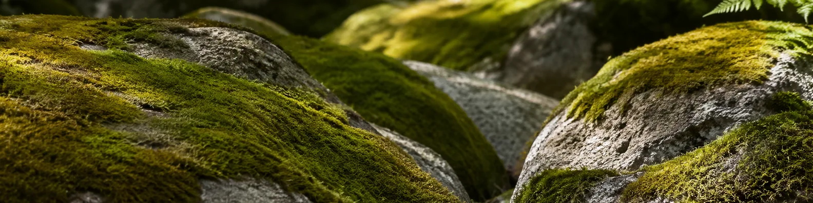 Moss covered rocks texture LinkedIn background banner with soft green moss, smooth stones, fern detail, and forest shadows