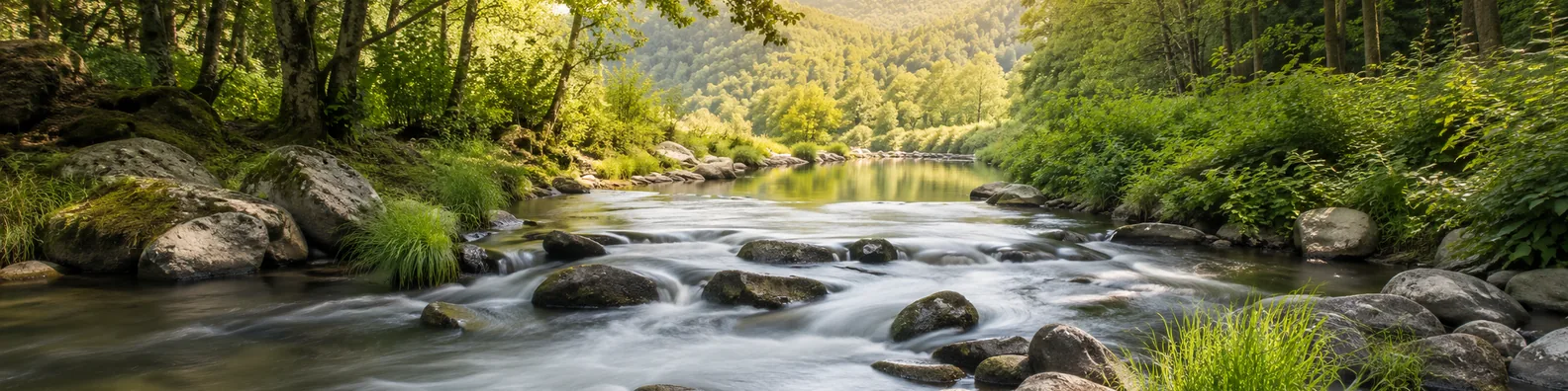 Peaceful creek LinkedIn background banner with small flowing creek, green plants, smooth stones, and soft forest light