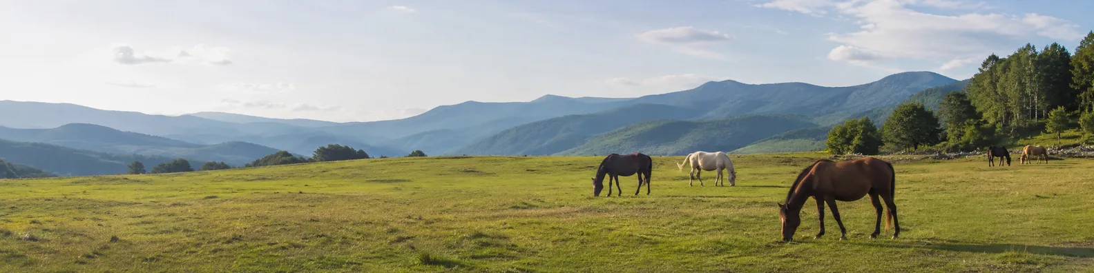 Horses grazing in a peaceful green meadow with distant hills LinkedIn background banner