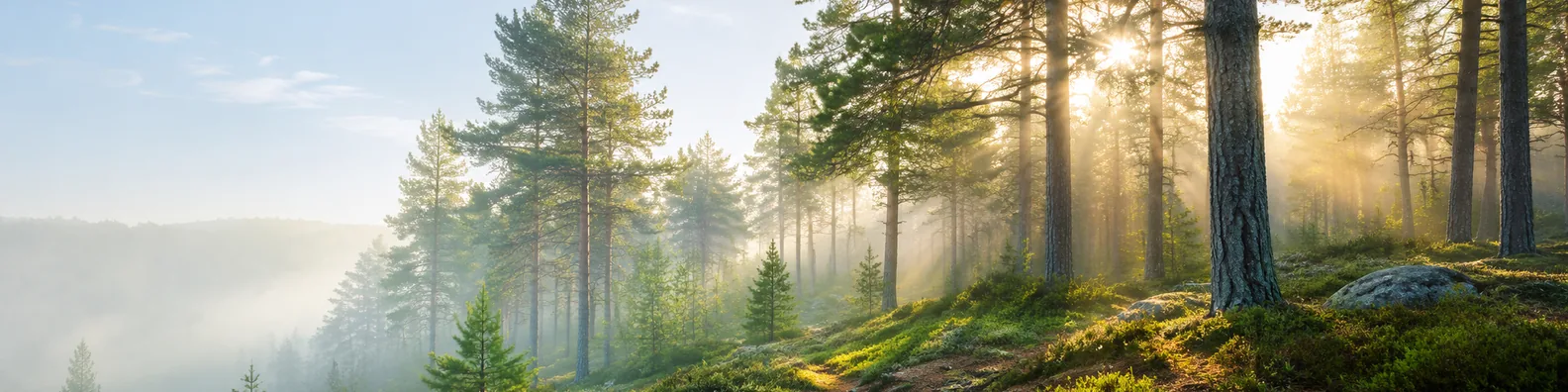 Pine forest morning light LinkedIn background banner with tall pines, soft mist, and warm sunrise glow