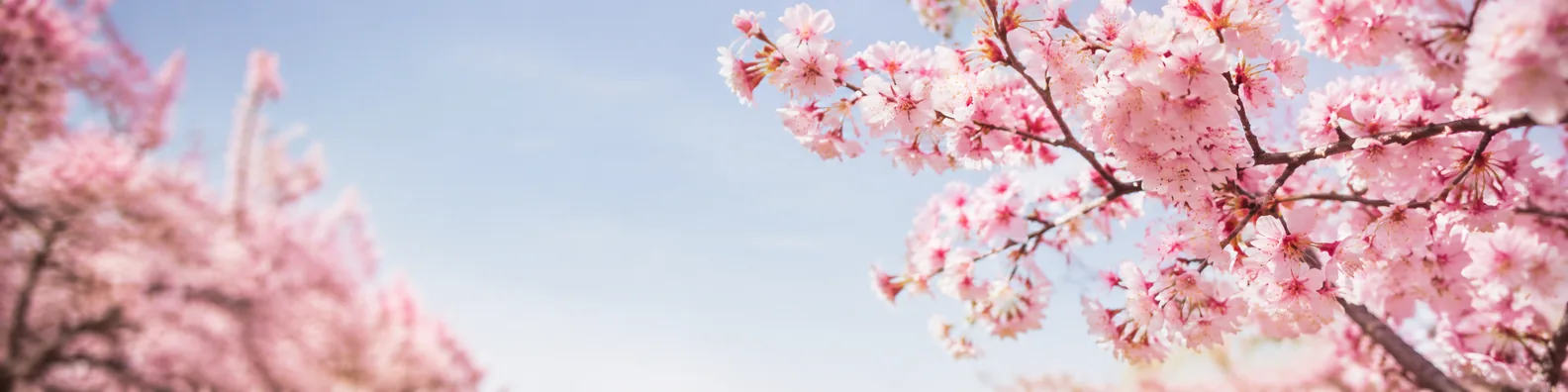 Soft pink sakura blossoms against a pale blue spring sky LinkedIn background banner
