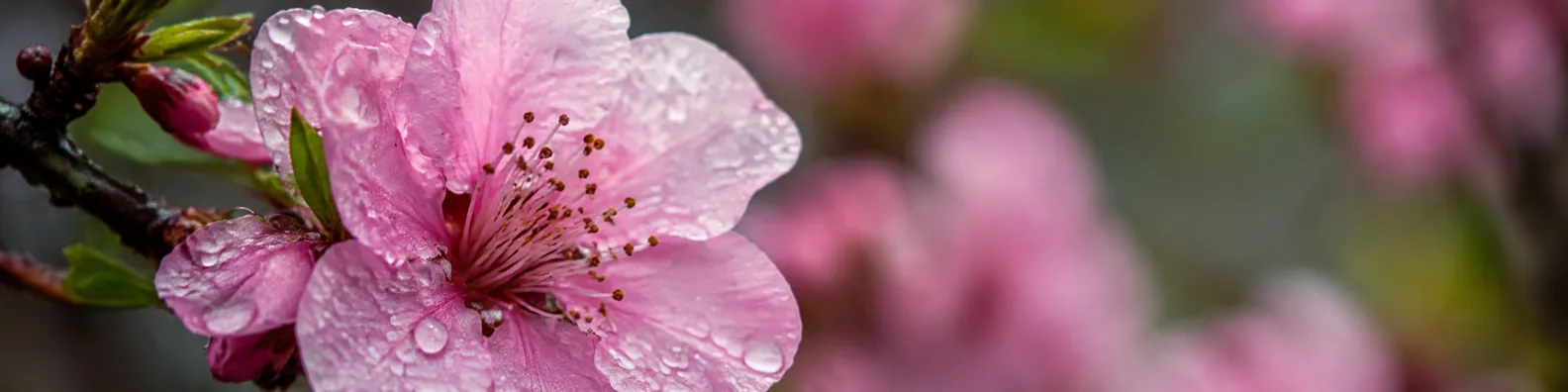 Pink blossom covered with fresh raindrops and soft natural bokeh LinkedIn background banner