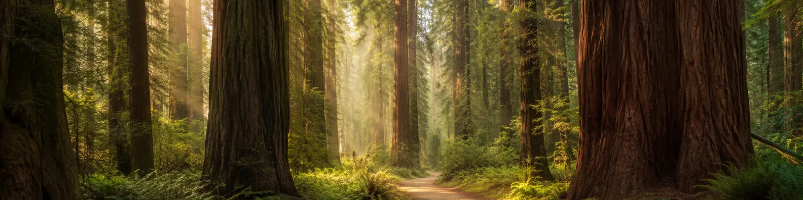 Redwood forest trail LinkedIn background banner with towering trees, green ferns, and filtered sunlight