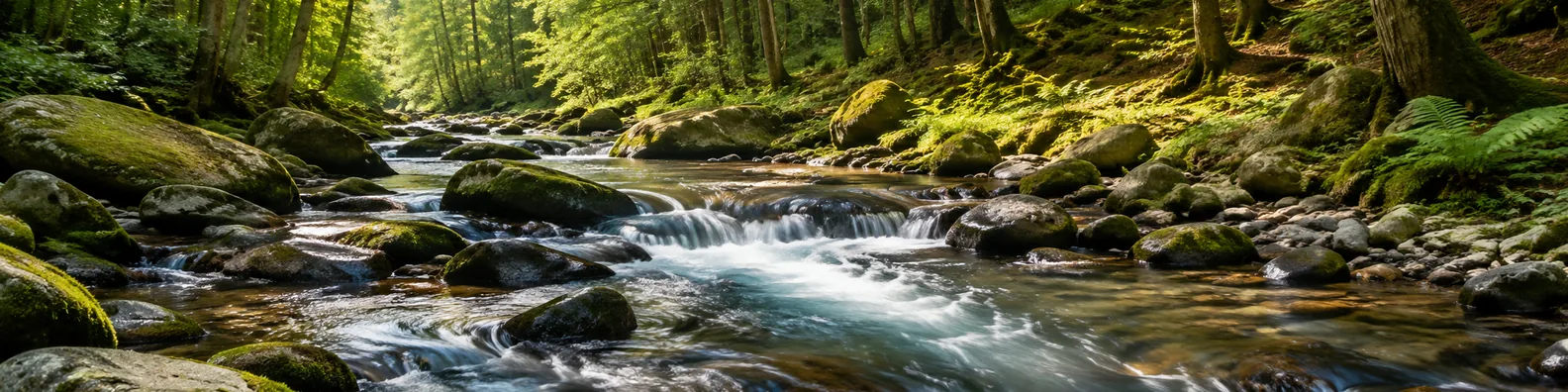 Rocky stream in woods LinkedIn background banner with clear water, smooth stones, moss, trees, and forest light