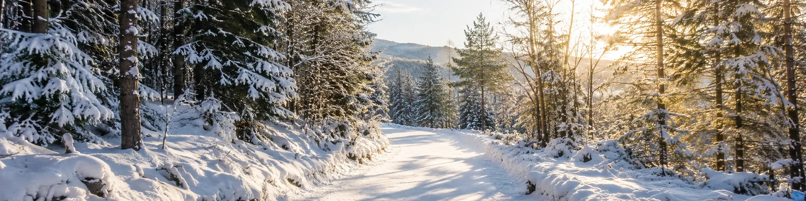 Snow covered forest path LinkedIn background banner with clean snowy trail, pine trees, soft winter sunlight, and gentle shadows