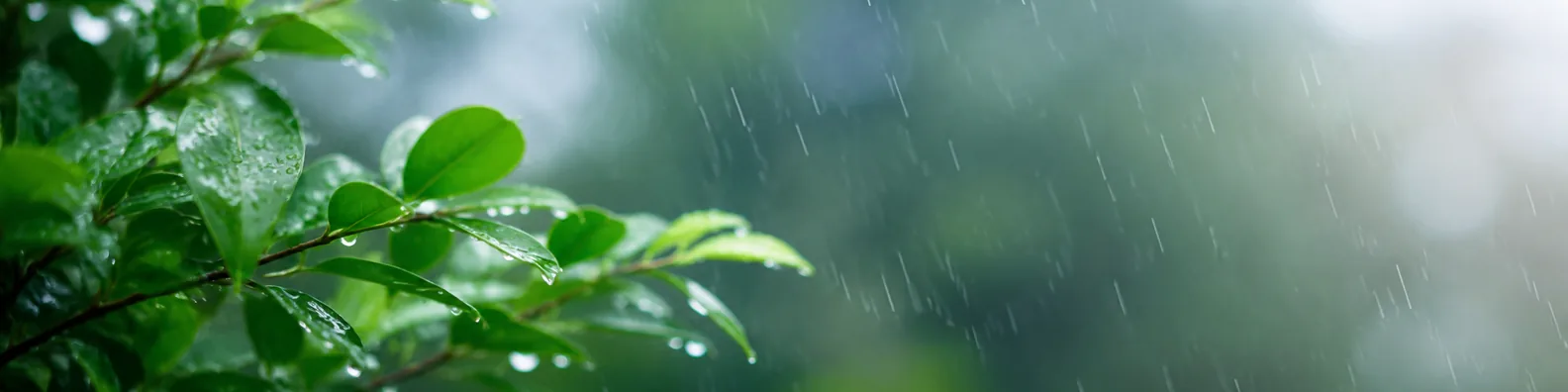 Soft rain on green leaves LinkedIn background banner with fresh leaves, raindrops, blurred greenery, and gentle natural light