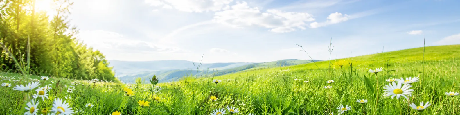 Spring green meadow LinkedIn background banner with fresh grass, small white flowers, sunlight, blue sky, and airy landscape