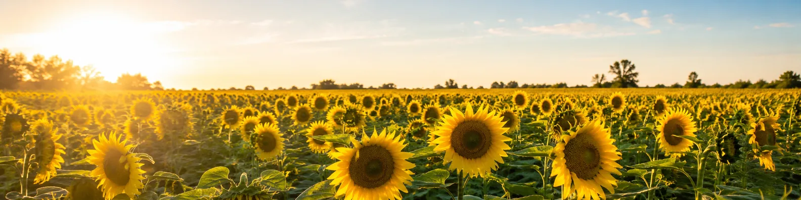 Sunflower field LinkedIn background banner with bright yellow flowers, green leaves, warm sunlight, and open sky