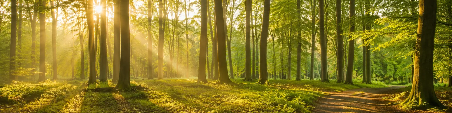 Sunlight through forest trees LinkedIn background banner with warm rays, green woodland, and soft shadows
