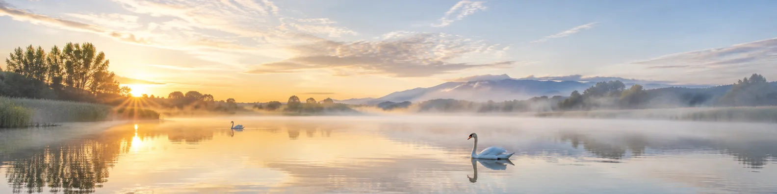 Swan lake morning LinkedIn background banner with calm misty water, sunrise light, reflections, and swans