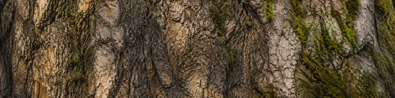 Tree bark texture LinkedIn background banner with natural bark detail, earthy tones, and soft moss accents