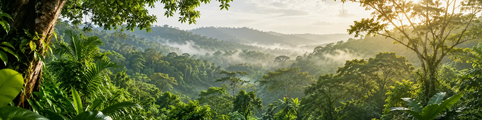 Tropical rainforest canopy LinkedIn background banner with lush green foliage, mist, and sunrise light