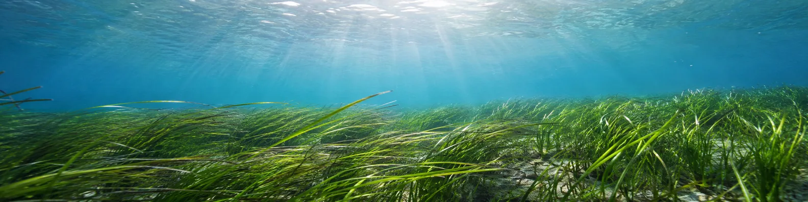 Underwater seagrass and aquatic plants with sunlit clear blue water LinkedIn background banner
