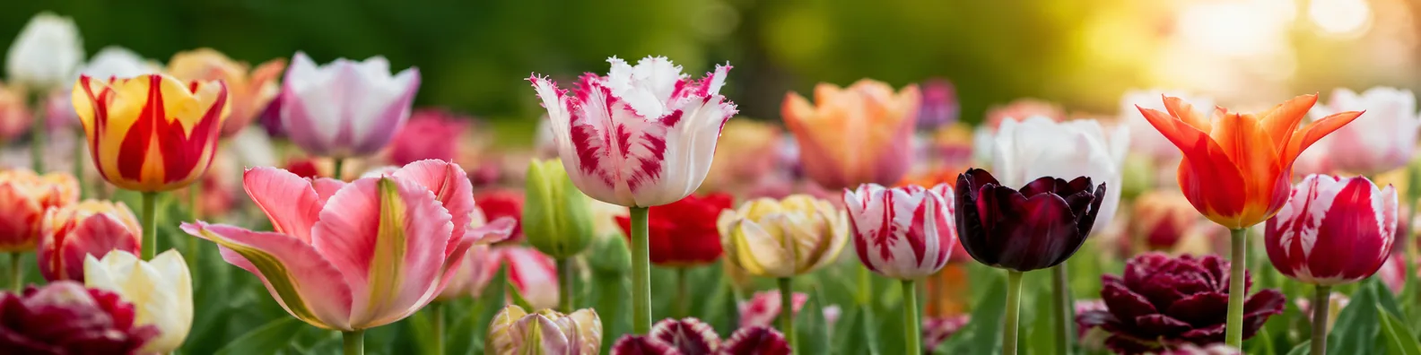 Colorful tulip garden in bloom with soft natural sunlight LinkedIn background banner