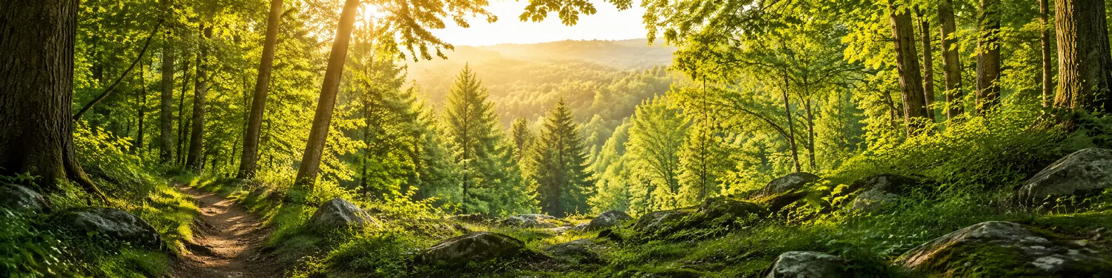 Warm woodland summer forest path LinkedIn background banner