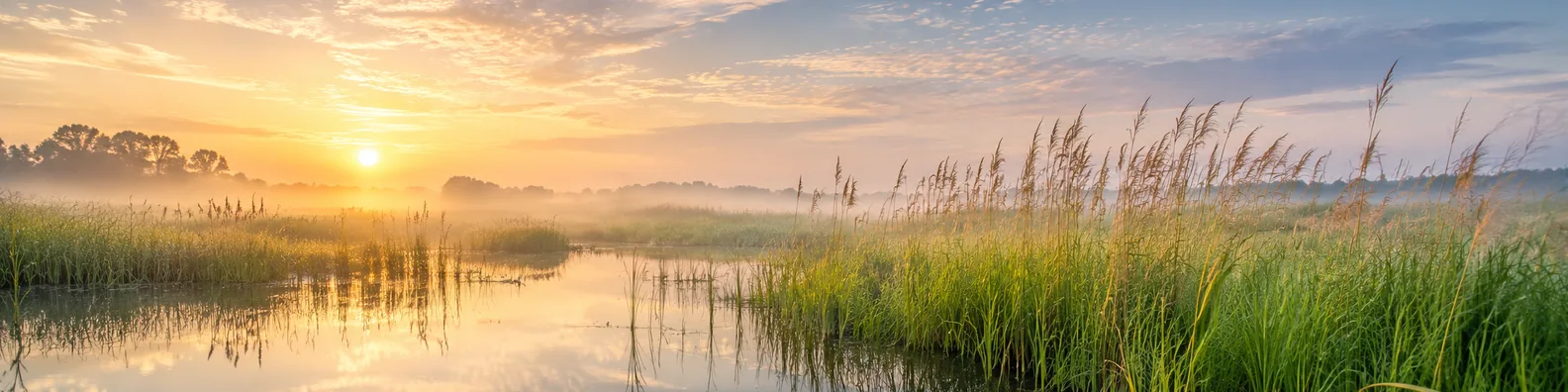 Wetland grass sunrise LinkedIn background banner with tall reeds, reflective water, soft mist, and golden sky