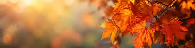 Crisp orange autumn leaves with soft seasonal bokeh LinkedIn background banner