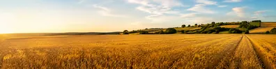 Golden crop field glowing in warm sunlight across a rural landscape LinkedIn background banner