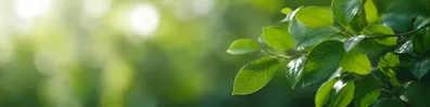 Minimal green leaves with soft natural bokeh and fresh sunlight LinkedIn background banner