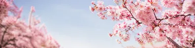 Soft pink sakura blossoms against a pale blue spring sky LinkedIn background banner