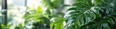 Glossy Swiss cheese plant monstera leaves in soft indoor sunlight LinkedIn background banner