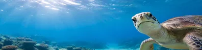 Sea turtle swimming through clear blue underwater light LinkedIn background banner