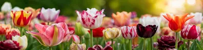Colorful tulip garden in bloom with soft natural sunlight LinkedIn background banner