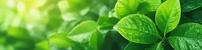 Vibrant close up green leaves LinkedIn background banner