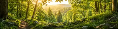 Warm woodland summer forest path LinkedIn background banner