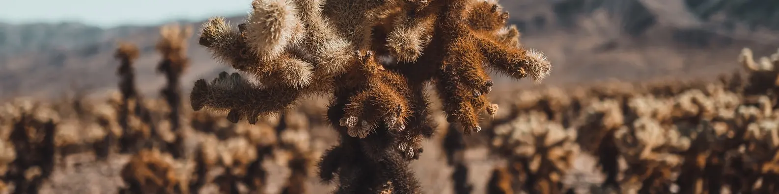 Arid Landscape Texture Cover