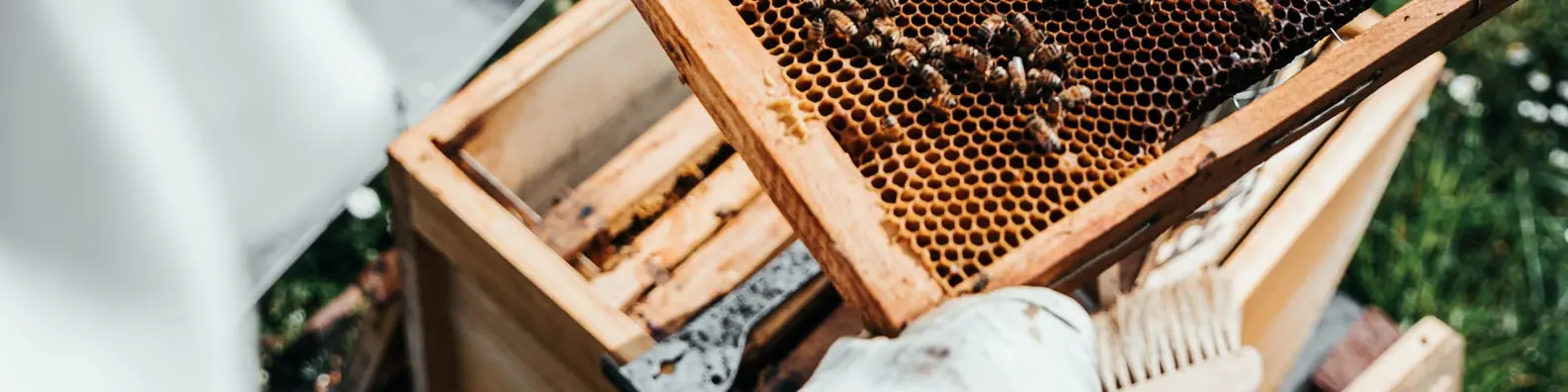 Bees Gathering Nectar Background
