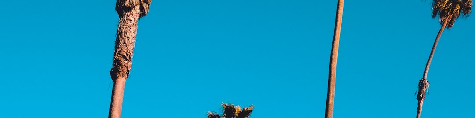 Blue Sky Palm