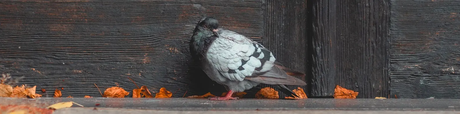 Bread For Me Background