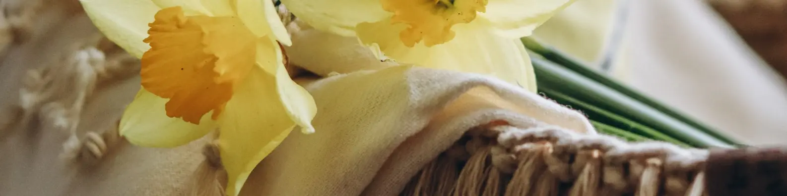 Bright Yellow Blossom